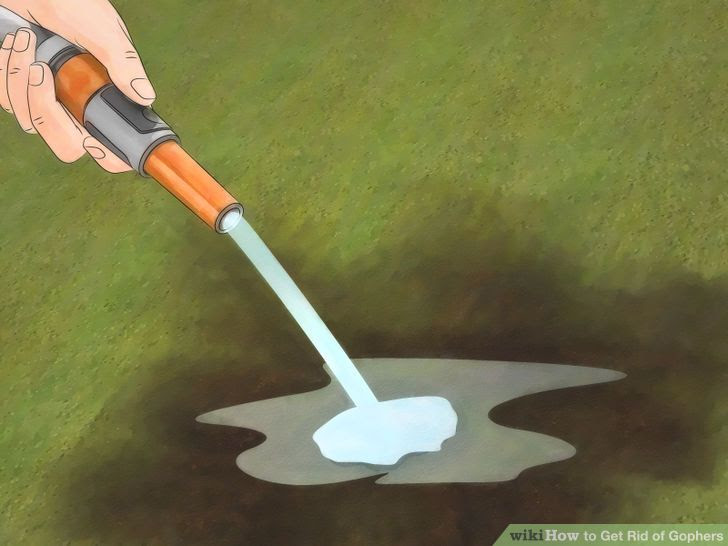 Get Rid of Gophers Step 11 Version 4.jpg