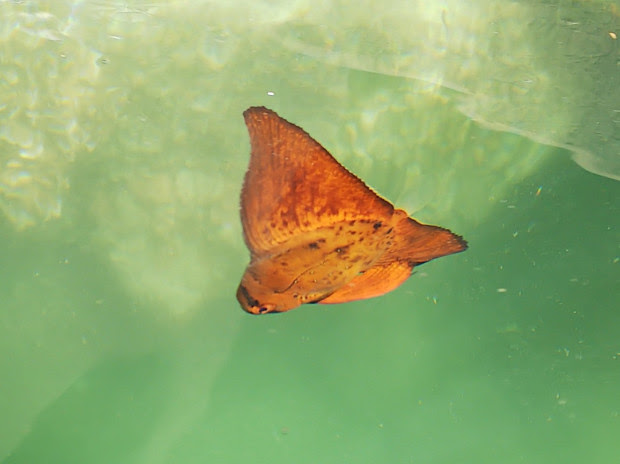 港内 岸壁から楽しむお魚観察 ナンヨウツバメウオ 陸上はテッポウユリの花の季節に サザンアイランダー