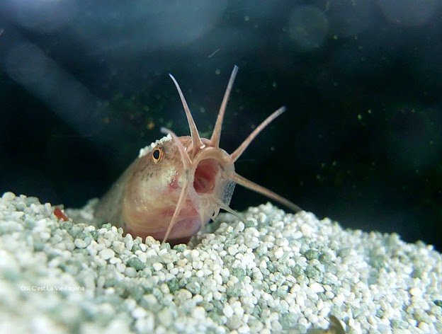 ふあぁぁ ドジョウ飼育 写真共有サイト フォト蔵
