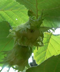 P1030096_cropped