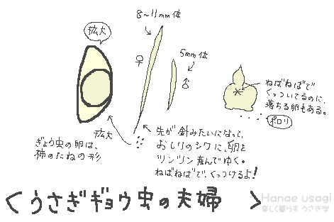 うさぎぎょう虫について 楽しく暮らす うさぎ学