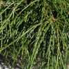 Thuja plicata whipcord