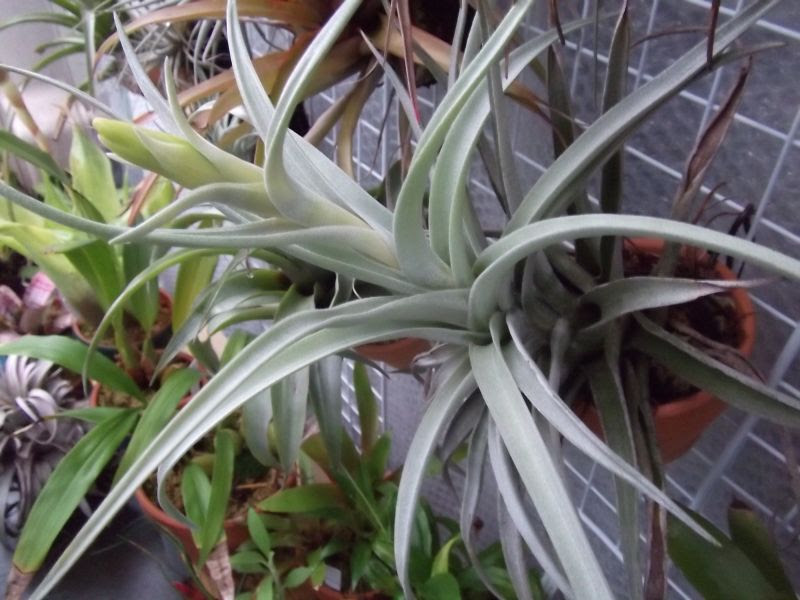 いつかのベランダ でかいハリシー Tillandsia Harrisii ２株の赤くて太い