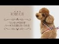 [コンプリート！] 犬 ハーネス 服の上 341854-犬 ハーネス 服の上