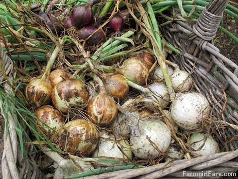 Four varieties of homegrown onions harvested in June - FarmgirlFare.com