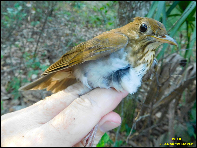Veery