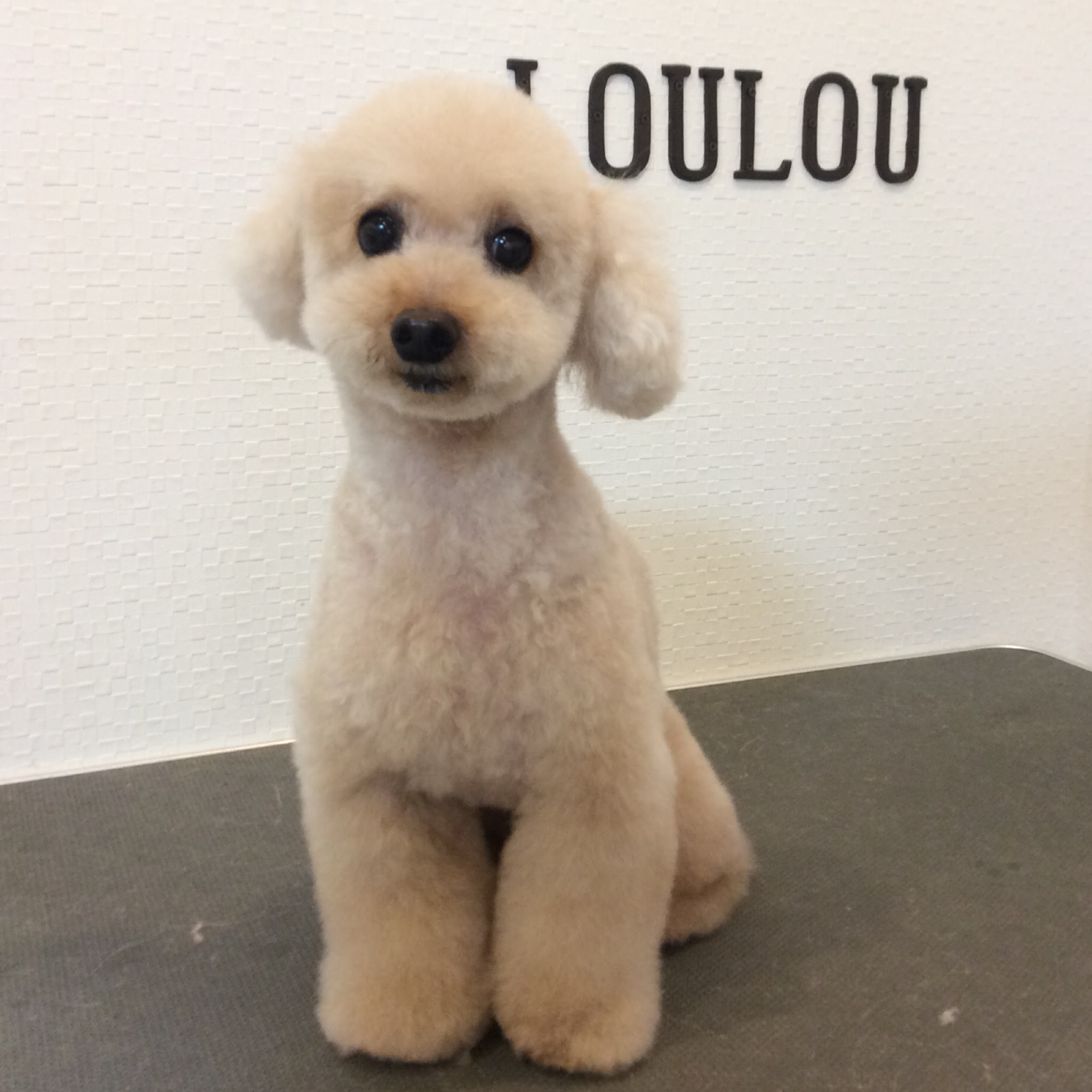 トイプードル デイちゃん テディベアカット 相模原市緑区東橋本 トリミングサロン Loulou