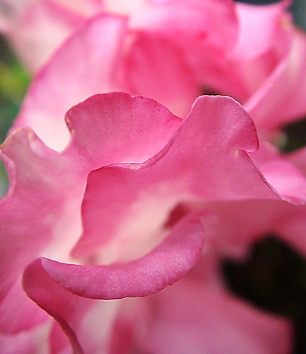 DSC01899b_f
