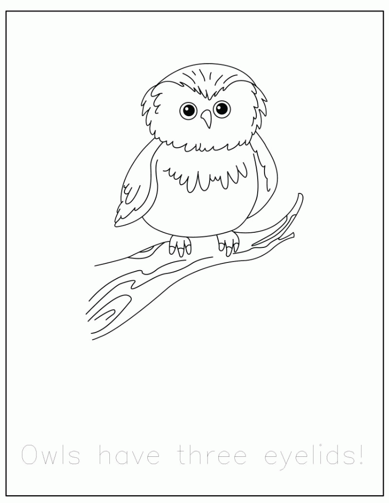 Download Woodland Animal Coloring Page - Coloring Home