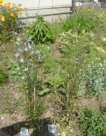 Present From Garden カンパニュラ 涼姫 満開
