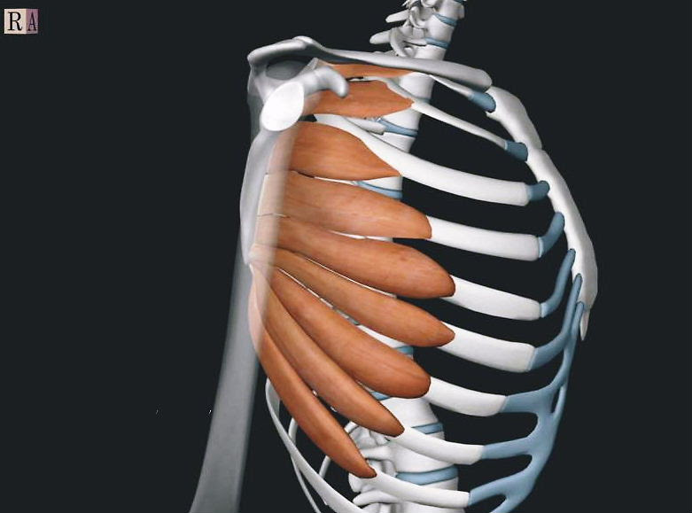 身体の構造 スタッフブログ