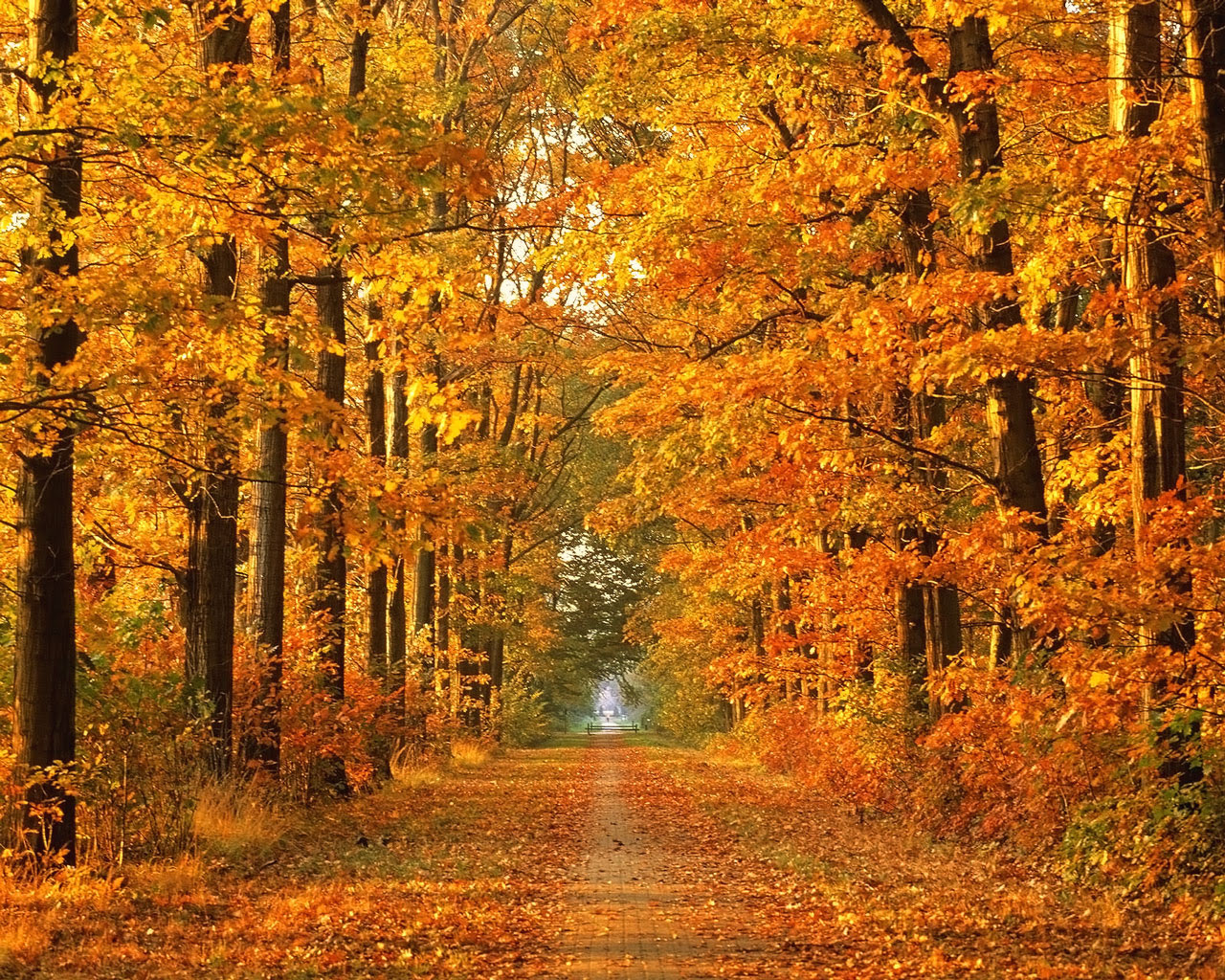 autumn wallpapers