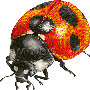 七星天道 ナナホシ テントウ てんとう虫のイラスト 条件付フリー素材集