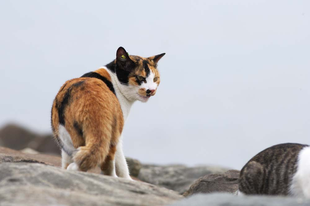 ゆんフリー写真素材集 No 39 見返り三毛猫 日本 東京