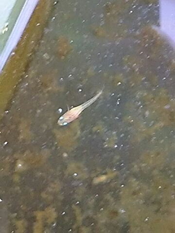 ふ化後約１ヶ月の稚魚 メダカ日誌