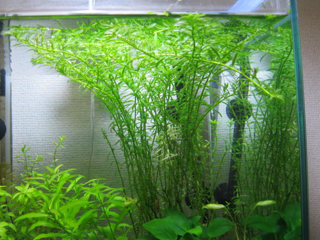 水草水槽なの グリーンロタラのトリミング 植え替え