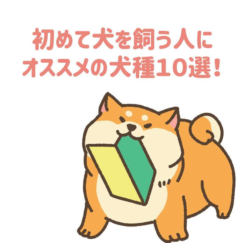 初めて犬を飼う人にオススメの初心者向け犬種１０選 初心者には向かない犬種も紹介