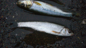 高麗川釣り しまとなのブログ