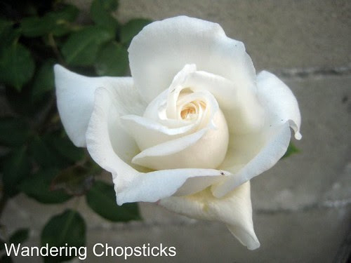 4.14 Snowbird Rose 1