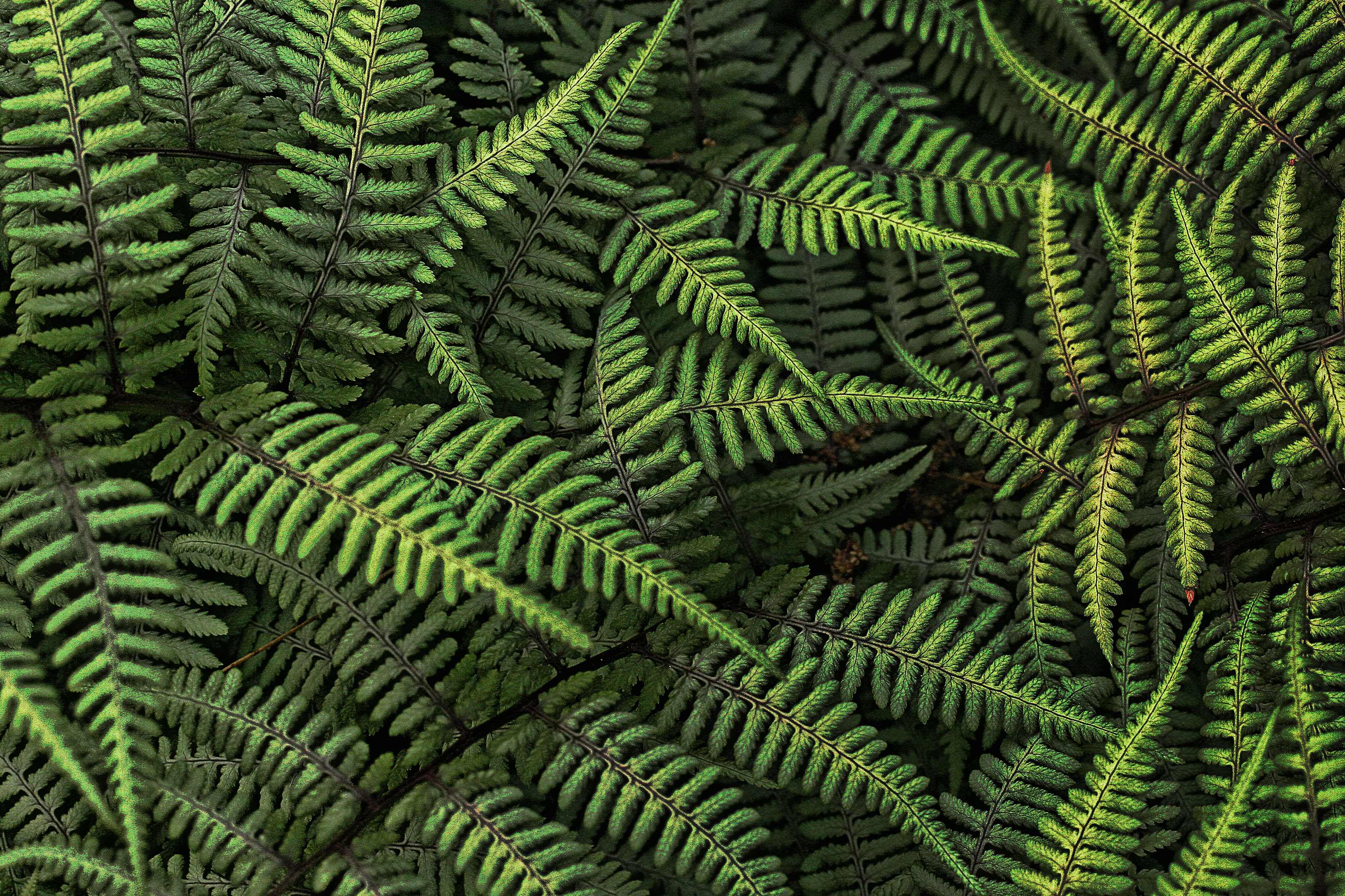 フリー画像 植物 葉っぱ シダ 緑色 グリーン フリー素材 画像素材なら 無料 フリー写真素材のフリーフォト