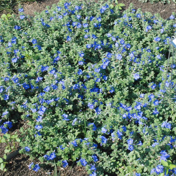 Blue Daze Blue My Mind Verdego