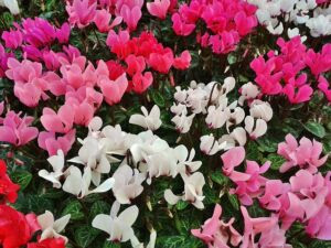シクラメンの花言葉 紫 ピンク 赤などの色別の意味は