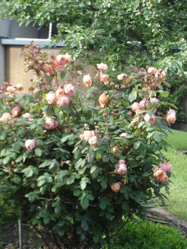 Lady Emma Hamilton Edit Neu Kombiniert Mein Schoner Garten Forum
