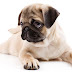 What do you give a new puppy owner