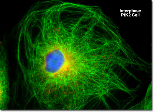 animal cell undergoing mitosis. Cell division