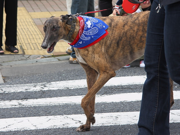 かっこいい犬 写真共有サイト フォト蔵