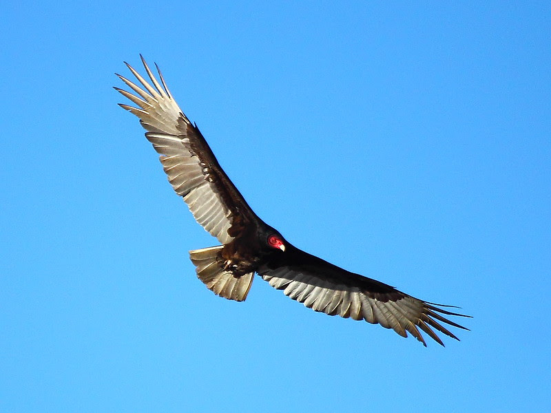 IMG_8900 Turkey Vulture, Sacramento National Wildlife Refuge