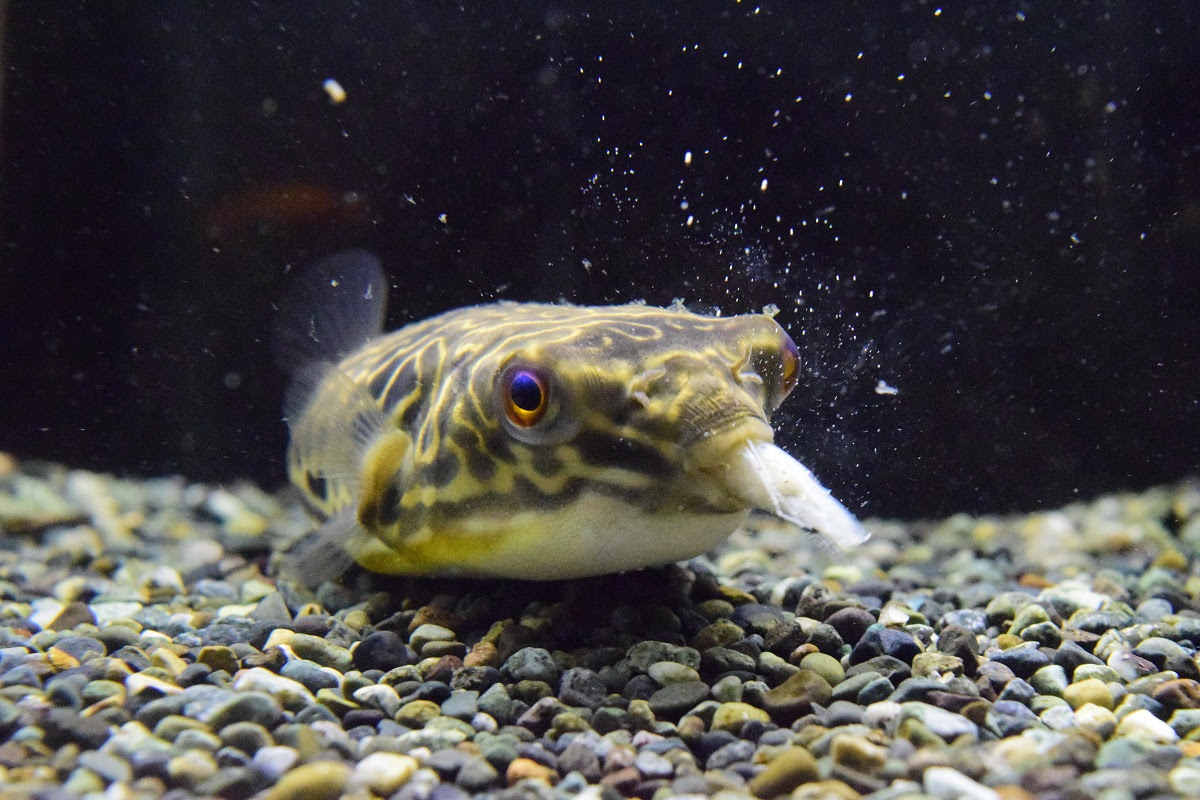 在庫魚紹介 静岡市の熱帯魚専門店 大型魚 古代魚 珍魚 World Rivers