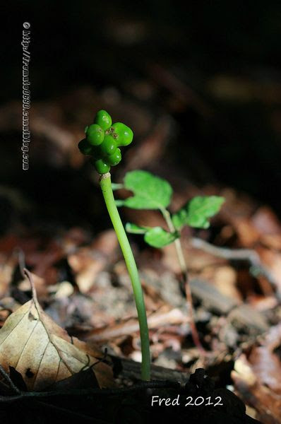 IMG_3469-signée