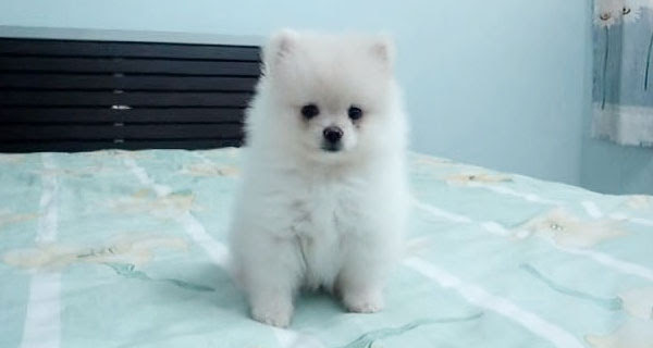 もふもふでかわいいポメラニアンの子犬を文字通りもふりたい Heal Animals