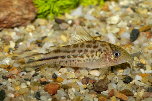 コリドラスの底砂 厚さってどれくらい 熱帯魚 淡水魚 海水魚の図鑑