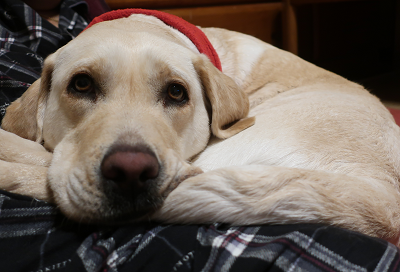 大型犬にできやすい 肘タコ の治し方と予防法 犬と一緒に はじめてのパピーウォーカー