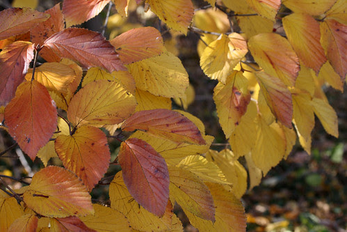 fall leaves 005