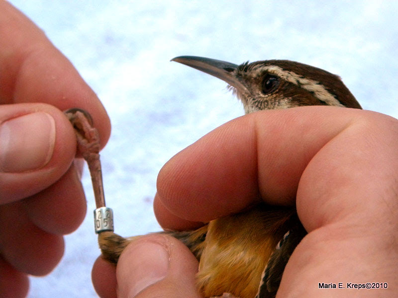Carolina Wren