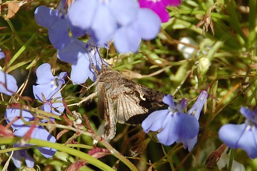 silverYmoth24sep2013