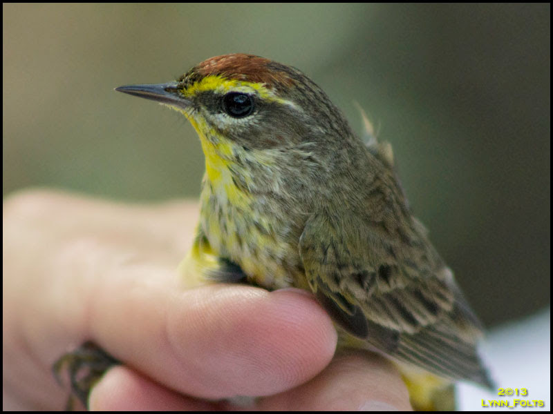 Western Palm Warbler