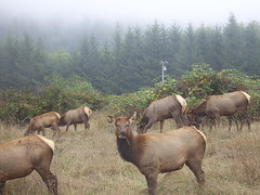 Elk