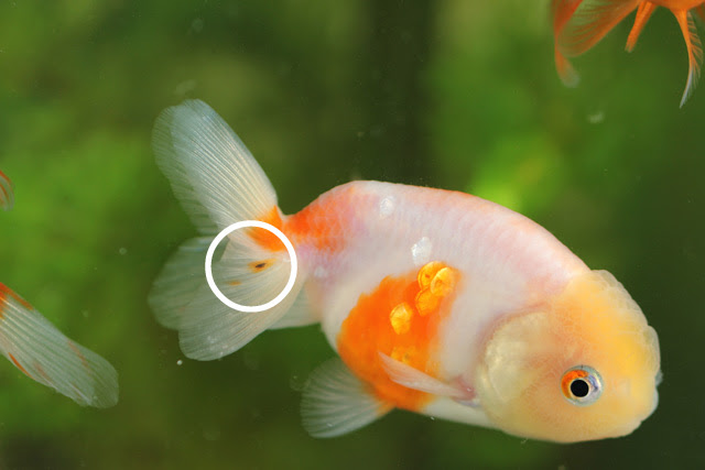 金魚 ヒレ 黒い