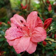 Azaleas