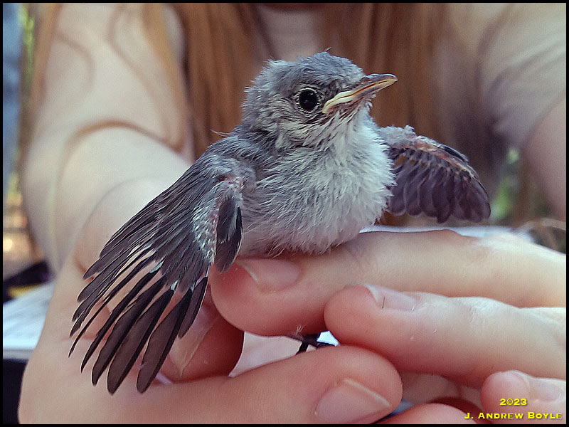 Blue-gray Gnatcatcher