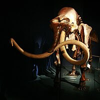 Mammoth mg 2791.jpg