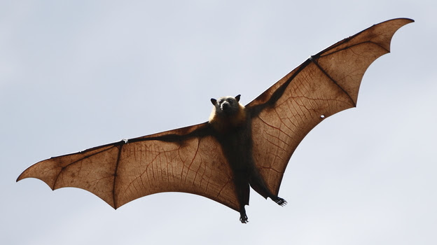 Bats harbor many types of coronaviruses and were probably the original source of the new coronavirus that appeared in the Middle East.