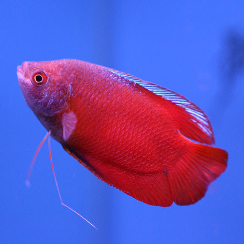 熱帯魚のご紹介 熱帯魚ショップトロピランド