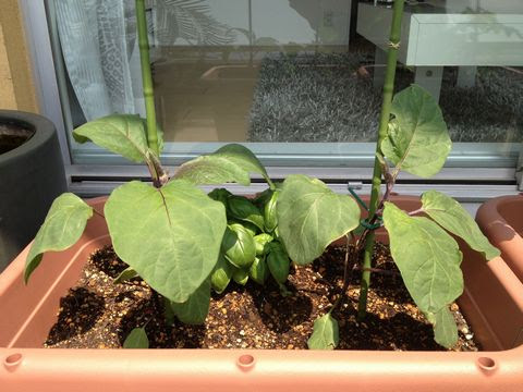 ナスをベランダのプランターで育てる 我が家の家庭菜園 観葉植物ブログ緑組 植物の育て方