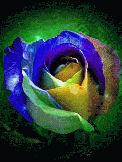 Rainbow rose