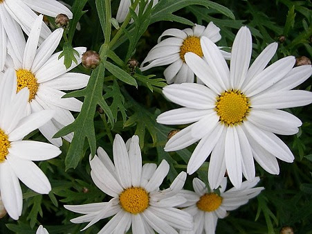 花の見分け方 だい のひとりごと 楽天ブログ